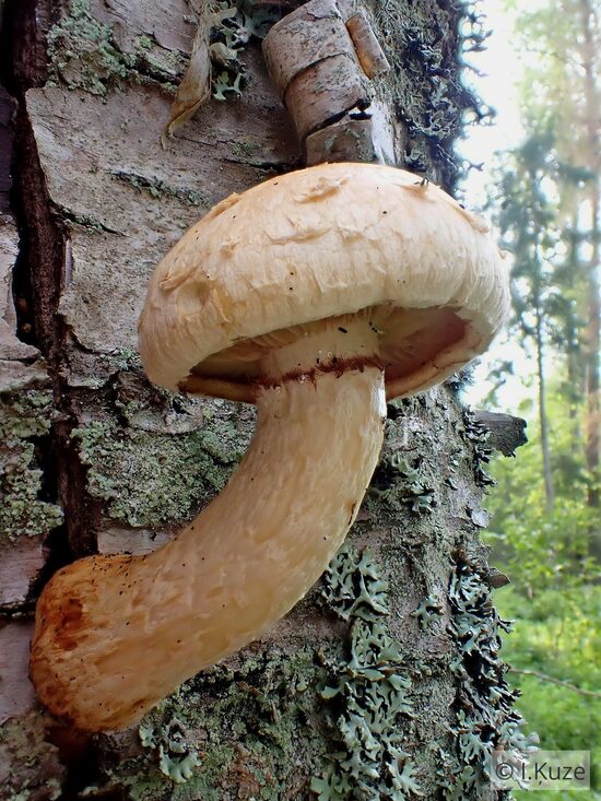 Pholiota heteroclita
